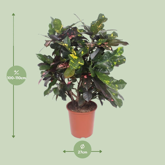 Croton Magnificent - Ø27cm - ↕110cm