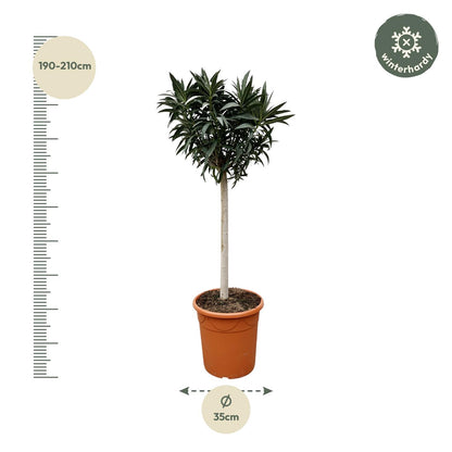 Nerium Oleander op stam met witte of rode bloem - 200cm