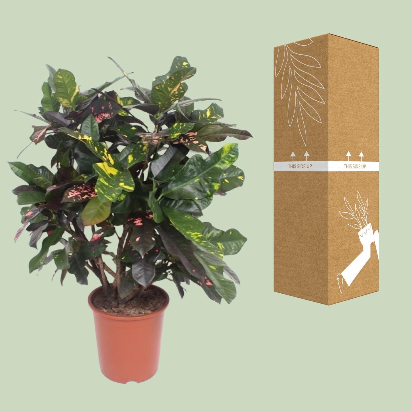 Croton Magnificent - Ø27cm - ↕110cm