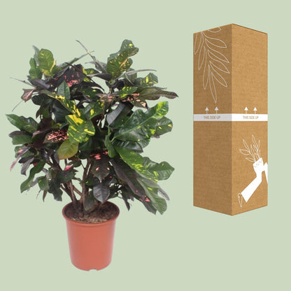 Croton Magnificent - Ø27cm - ↕110cm