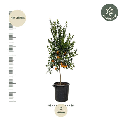 Citrus Mandarino - 200 cm - ø40