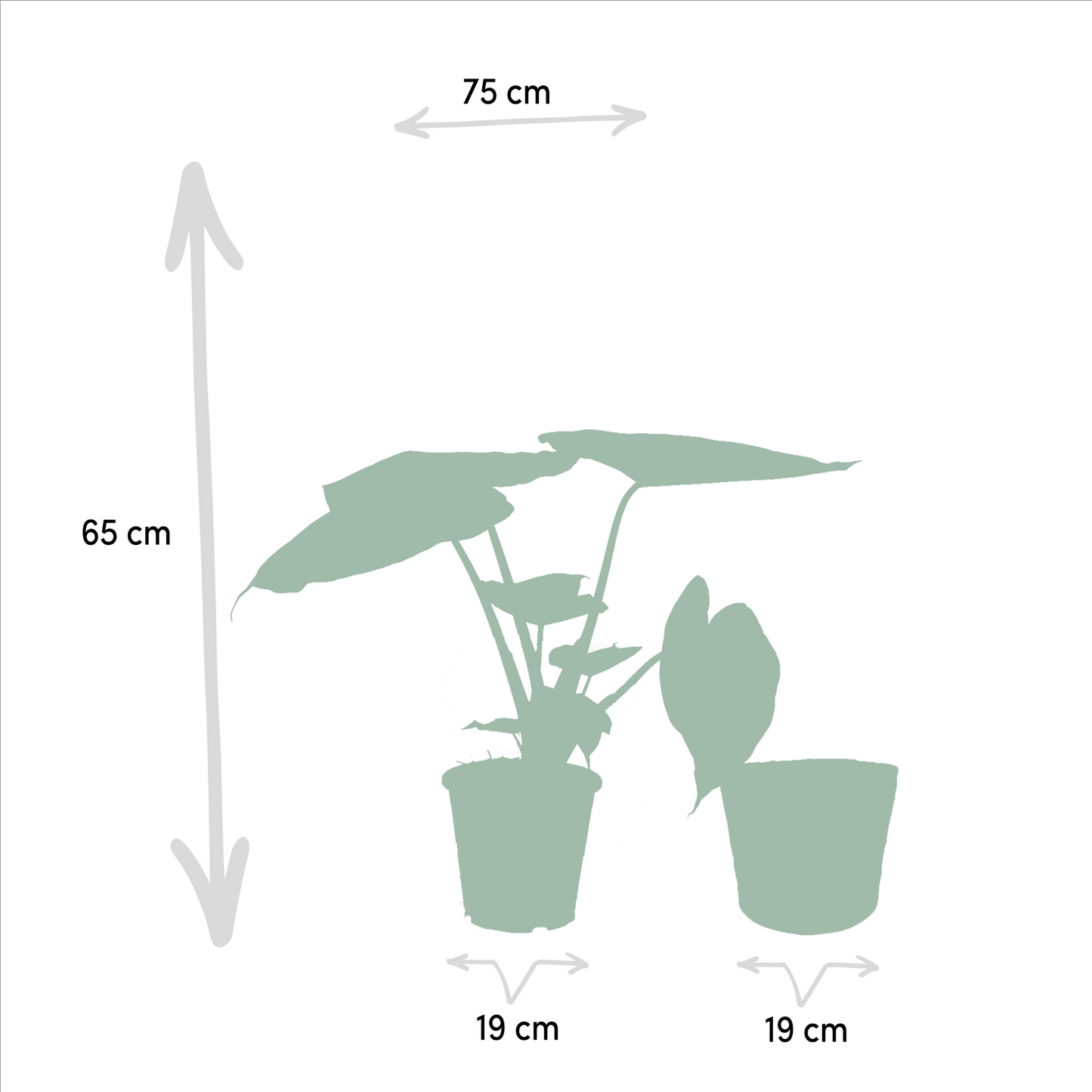 Planten Bundel | Alocasia Harmony - inclusief Mand