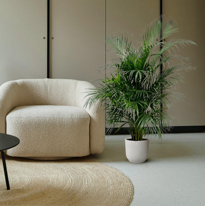 Areca palm - 150 tot 240 cm