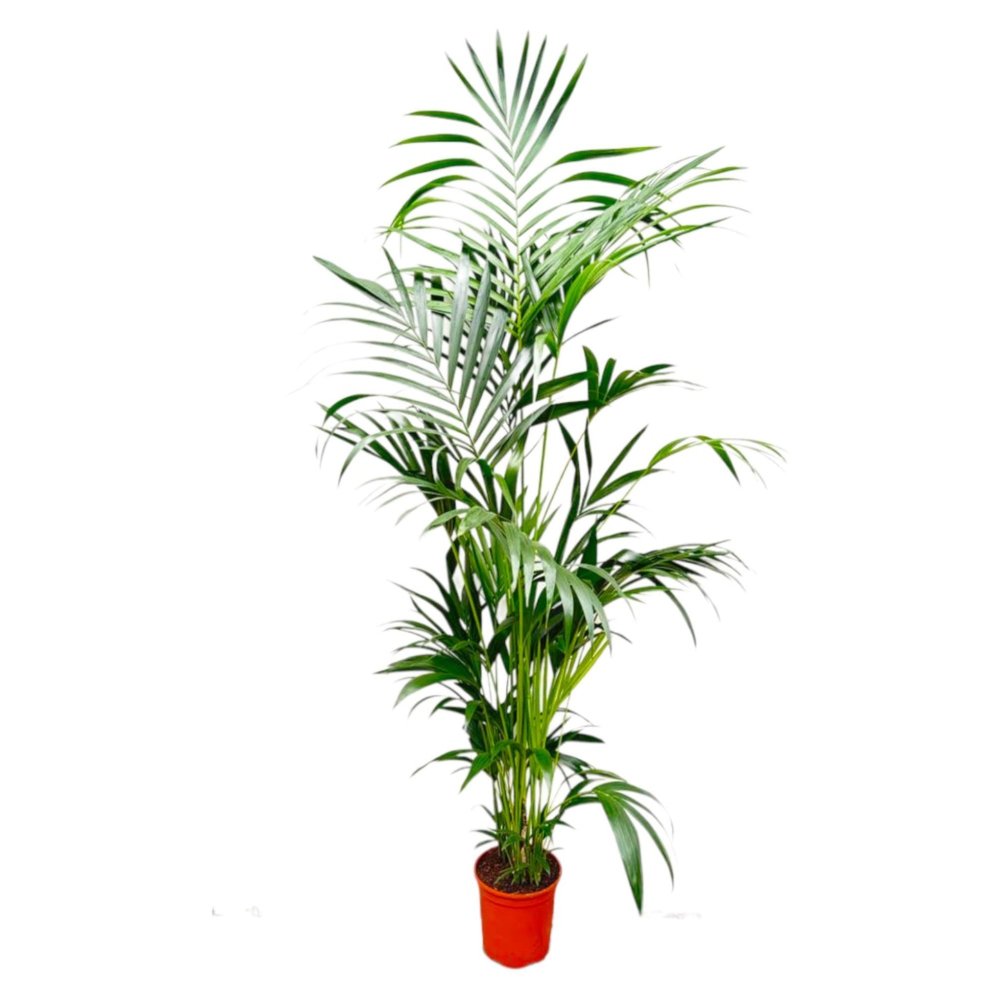 Kentia palm - 260cm tot 160cm