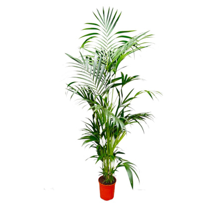Kentia palm - 260cm tot 160cm