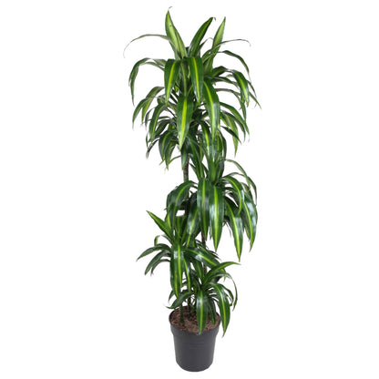 Dracaena Hawaiiana - 180 cm - ø24