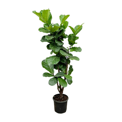 Ficus Lyrata vertakt XXXL 220cm tot 170cm