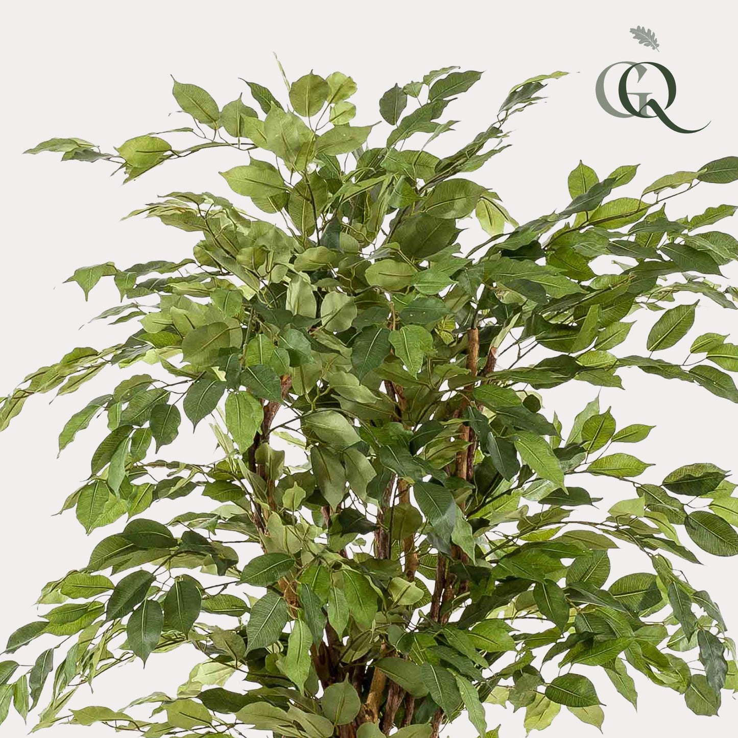 kunstplant Ficus liana  Vioolbladplant 170cm