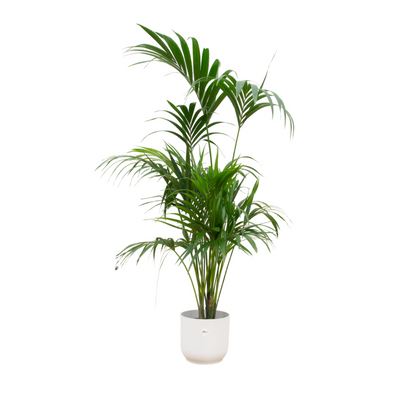 Combi deal - Kentia palm inclusief Pot | 180cm