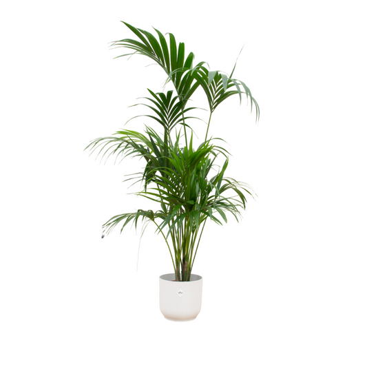 Combi deal - Kentia palm inclusief Pot | 180cm