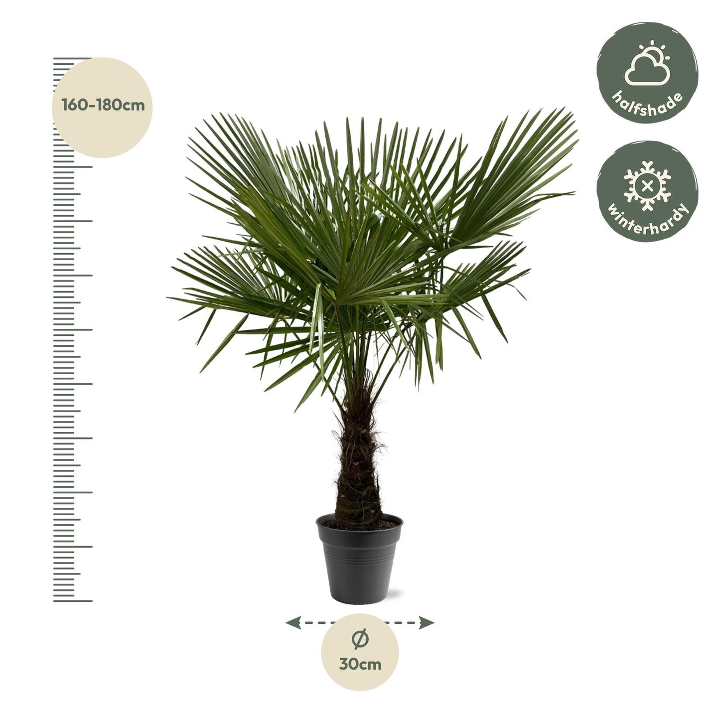 Trachycarpus Fortuneii - 160 tot 200 cm