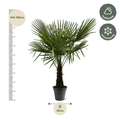 Trachycarpus Fortuneii - 160 tot 200 cm