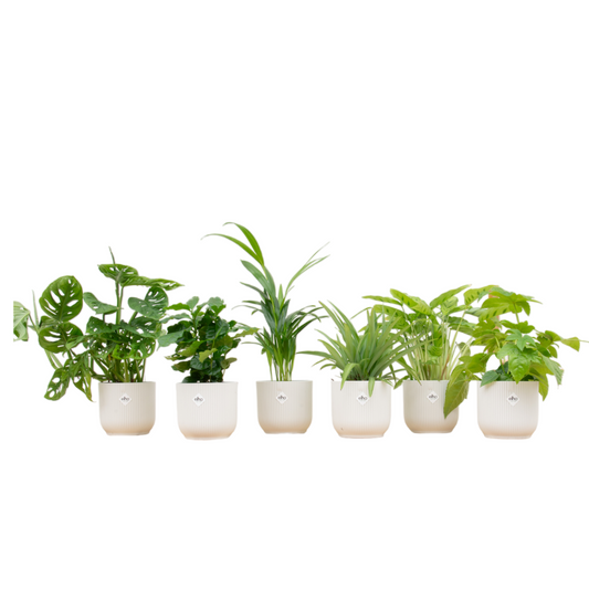 Verrassingsbox - 6 planten inclusief Elho potten