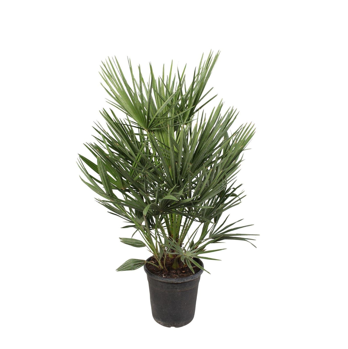Chamaerops Humilis 100 tot 180cm