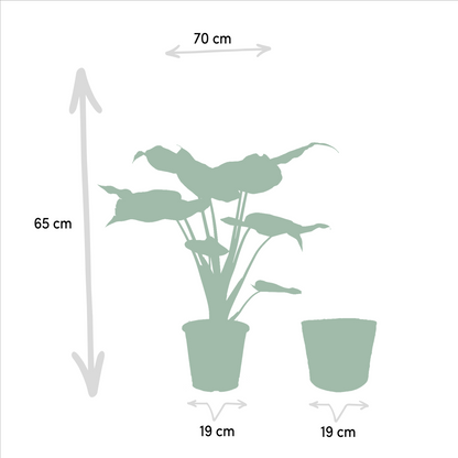 Planten Bundel | Alocasia Harmony - inclusief Mand