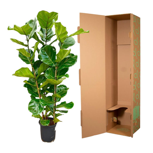 Ficus Lyrata struik - 155 tot 180 cm