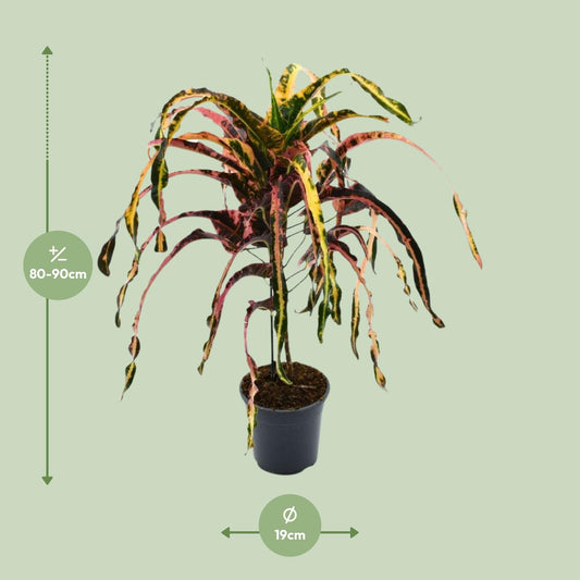 Croton Dreadlock - ↕85cm  Ø19cm