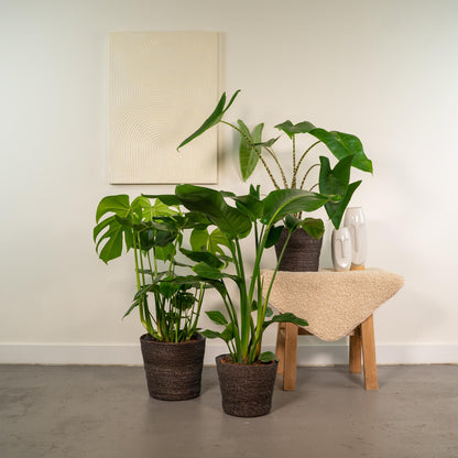 Planten Bundel | Tropique Trio