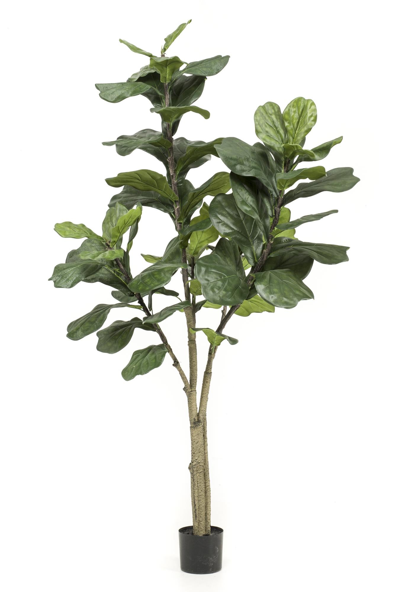 Kunstplant Ficus Lyrata Tabaksplant 180 - 210 cm