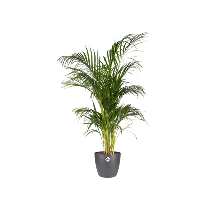 Pot elho Brussels Round Antraciet