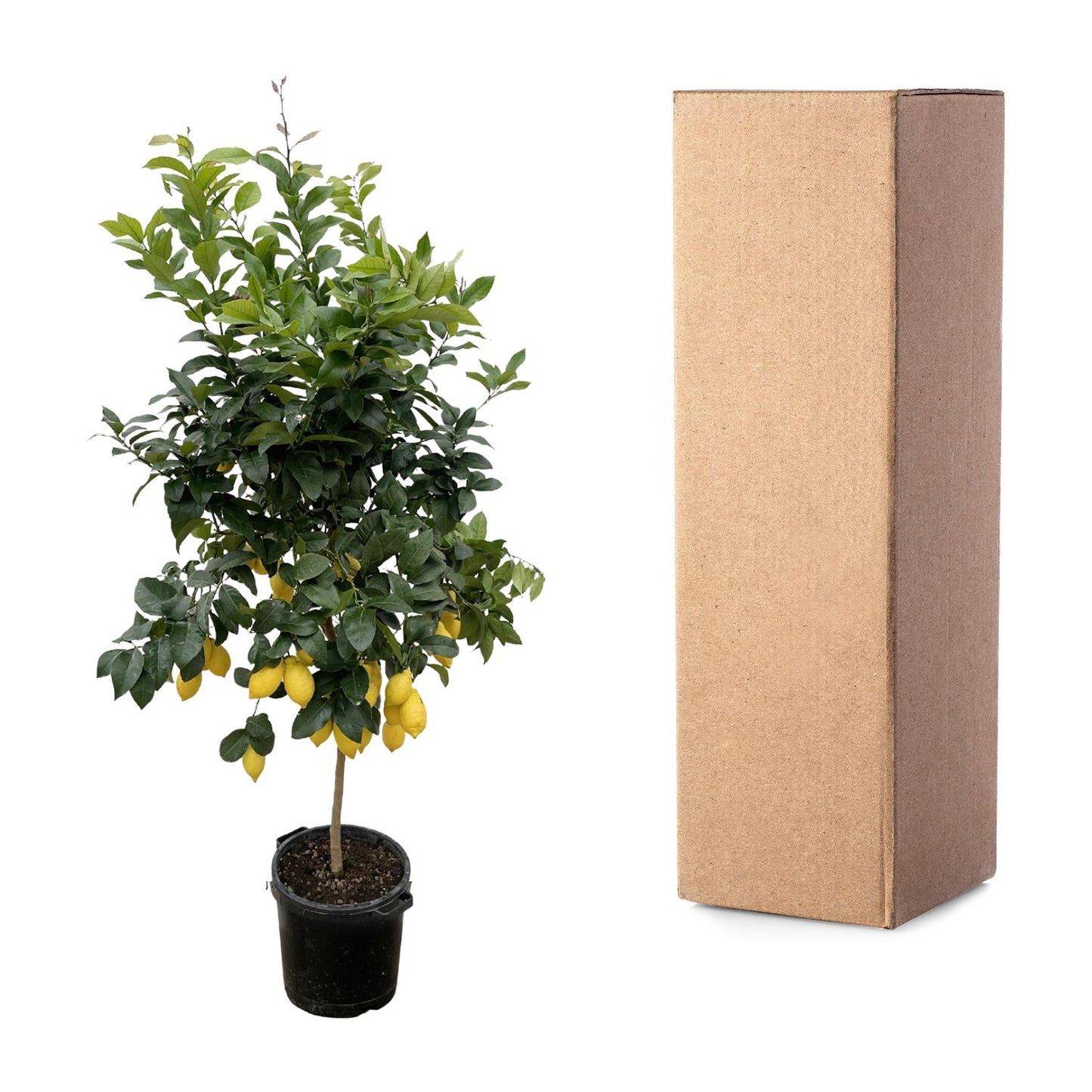 Citrus Lemon (Citroenboom) 150cm & 200cm