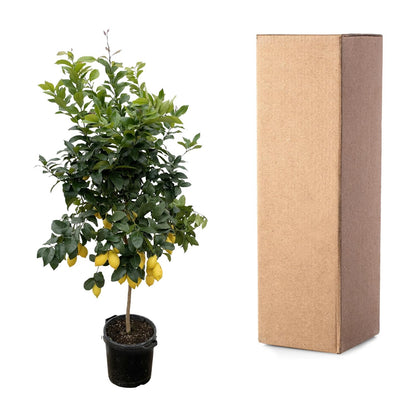 Citrus Lemon (Citroenboom) 150cm & 200cm