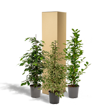 Planten Bundel | Ficus Fusion