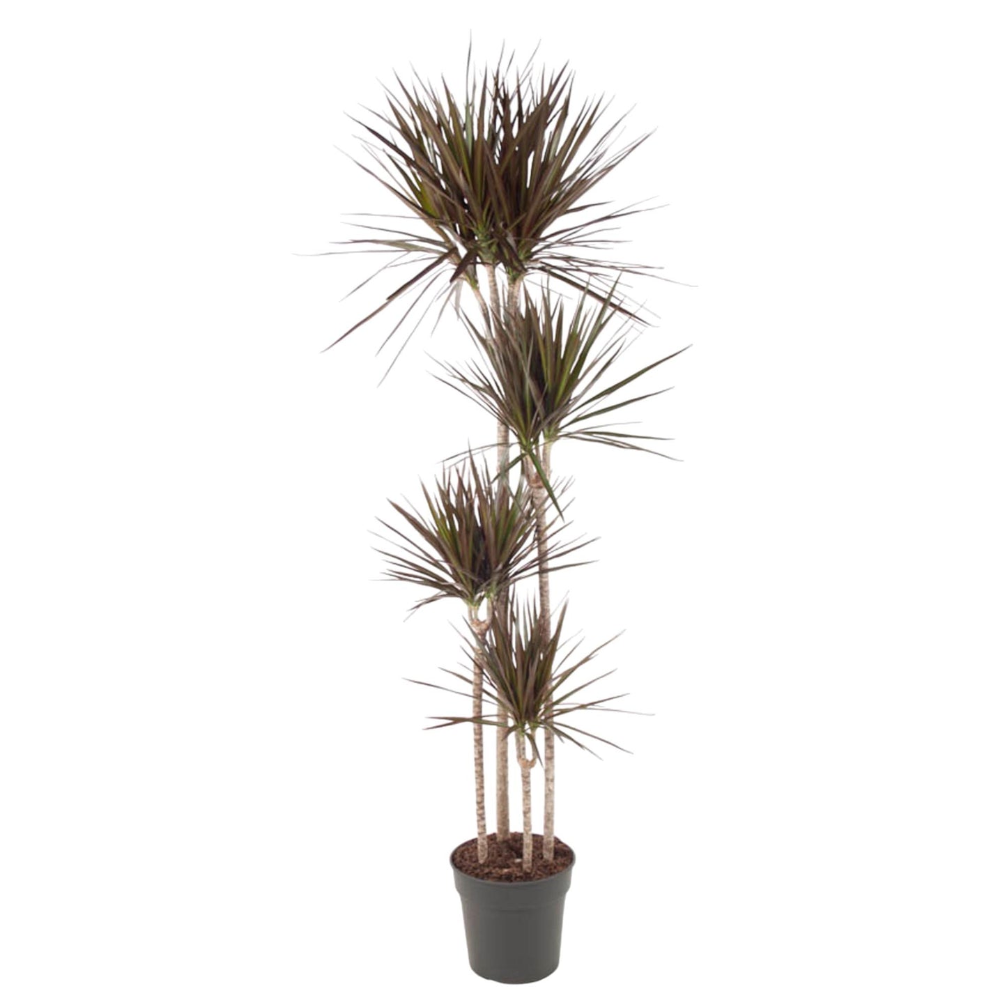 Dracaena Marginata  - 180 cm - ø27