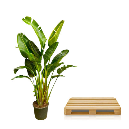 Strelitzia Augusta multi stam XXL - 250 cm - ø30-40