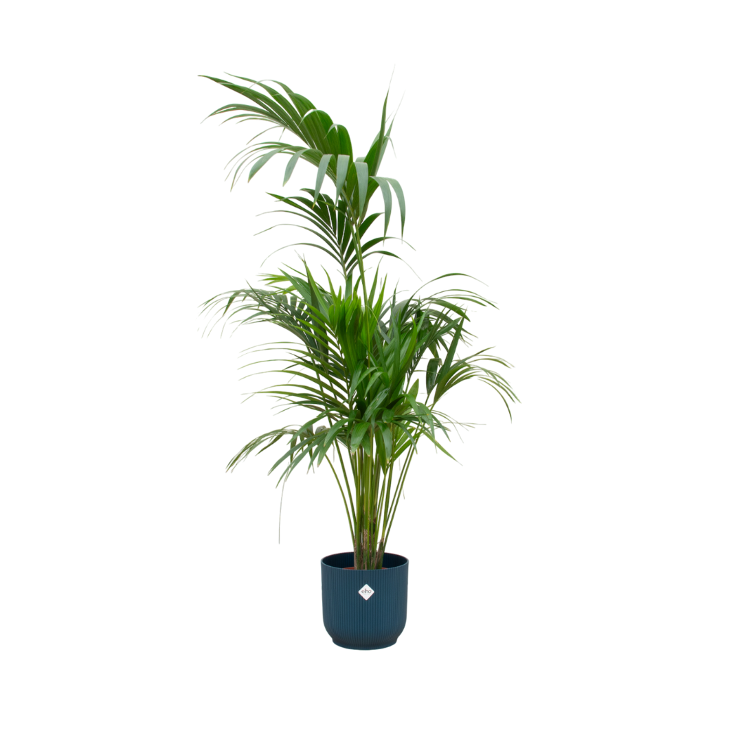Combi deal - Kentia palm inclusief Pot | 180cm