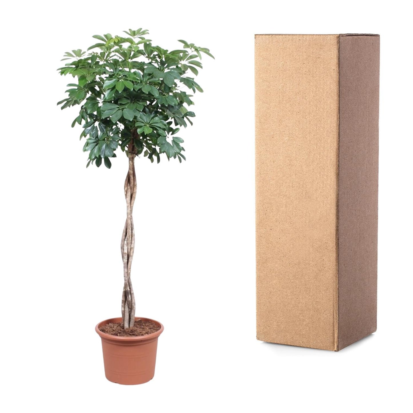 Schefflera Arboricola Compacta gevlochten stam