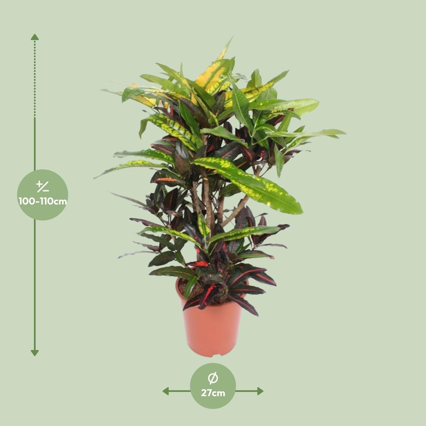 Croton Mango - Ø27cm - ↕110cm