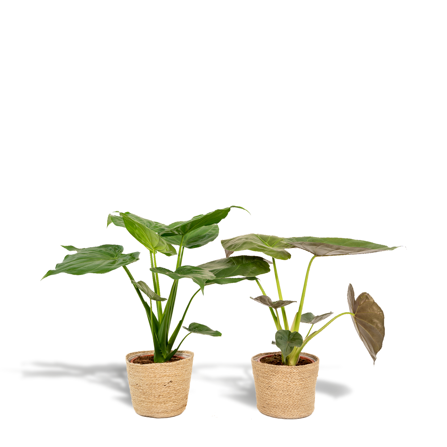 Planten Bundel | Alocasia Harmony - inclusief Mand