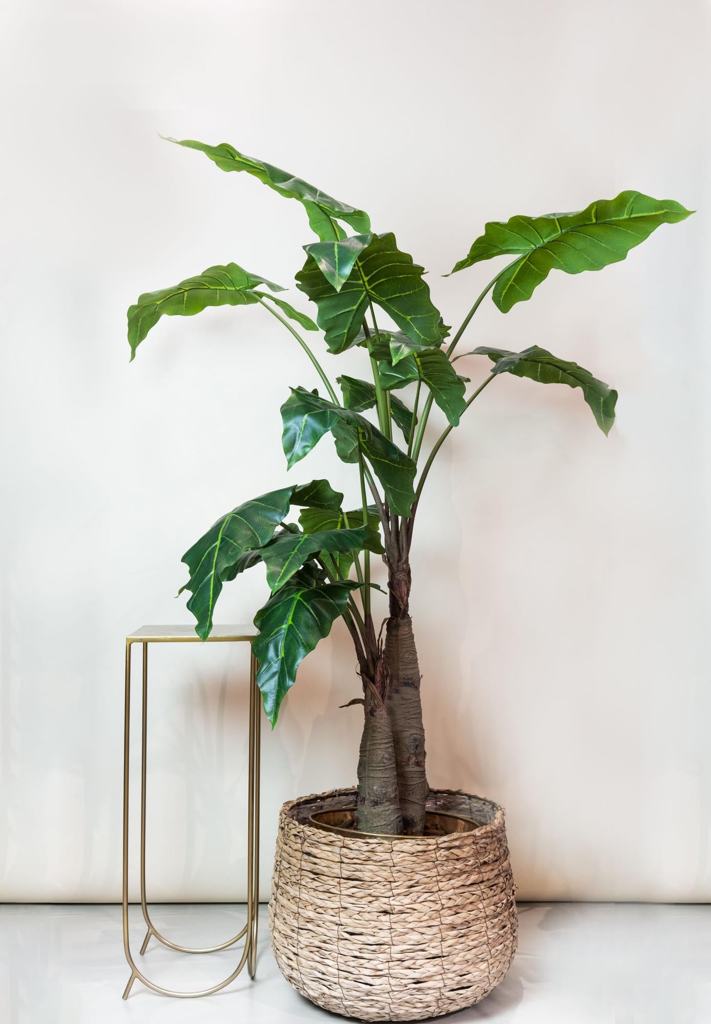 Kunstplant Alocasia Olifantsoor 180 cm