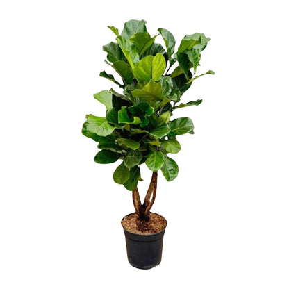 Ficus Lyrata vertakt XXXL 220cm tot 170cm