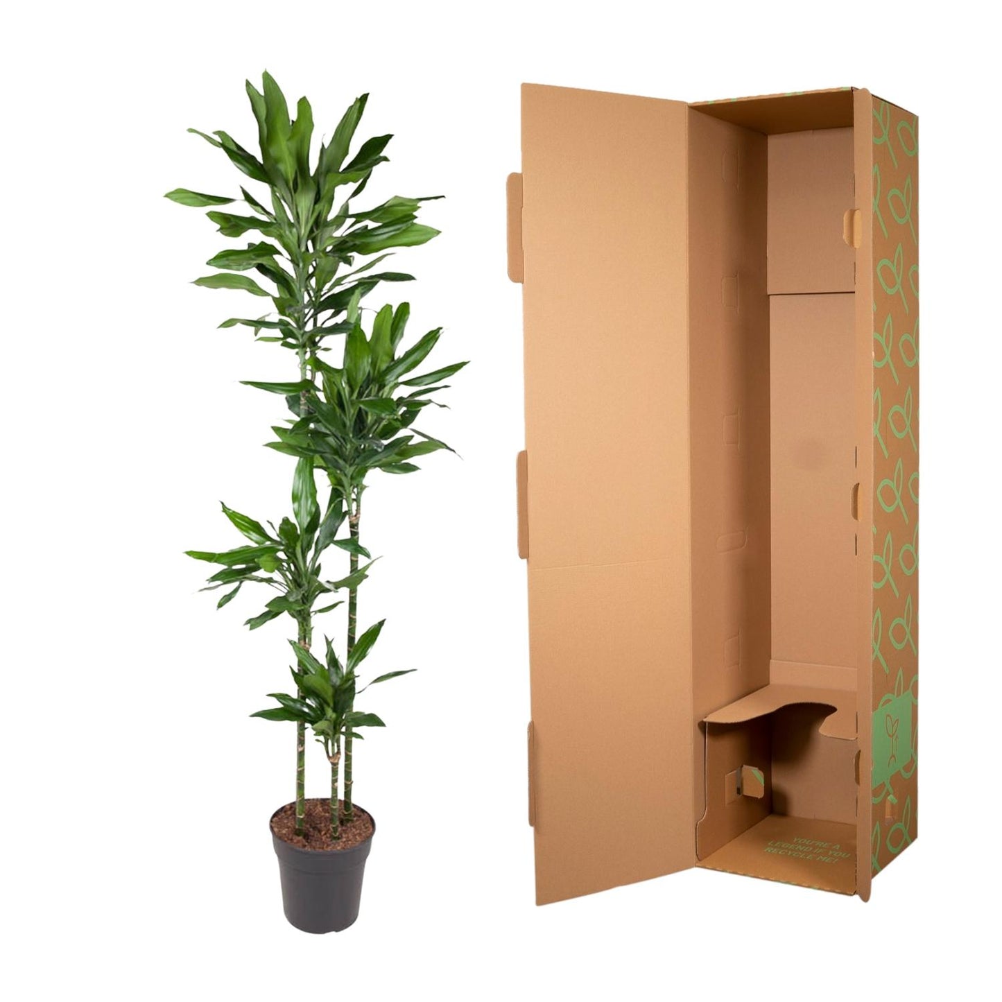 Dracaena Janet Craig - 150 tot 180 cm