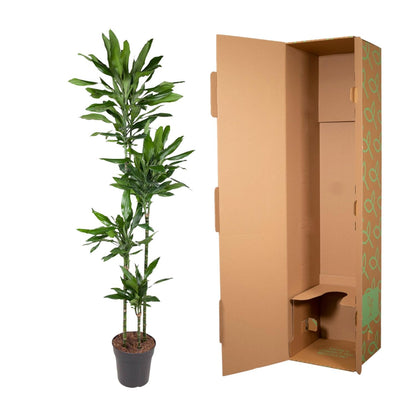 Dracaena Janet Craig - 150 tot 180 cm