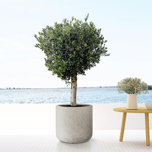 Jumbo Charlie Beige Washed - XS & XXS