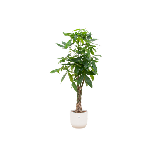 Combi deal - Pachira Aquatica inclusief elho Vibes Pot - 150 cm