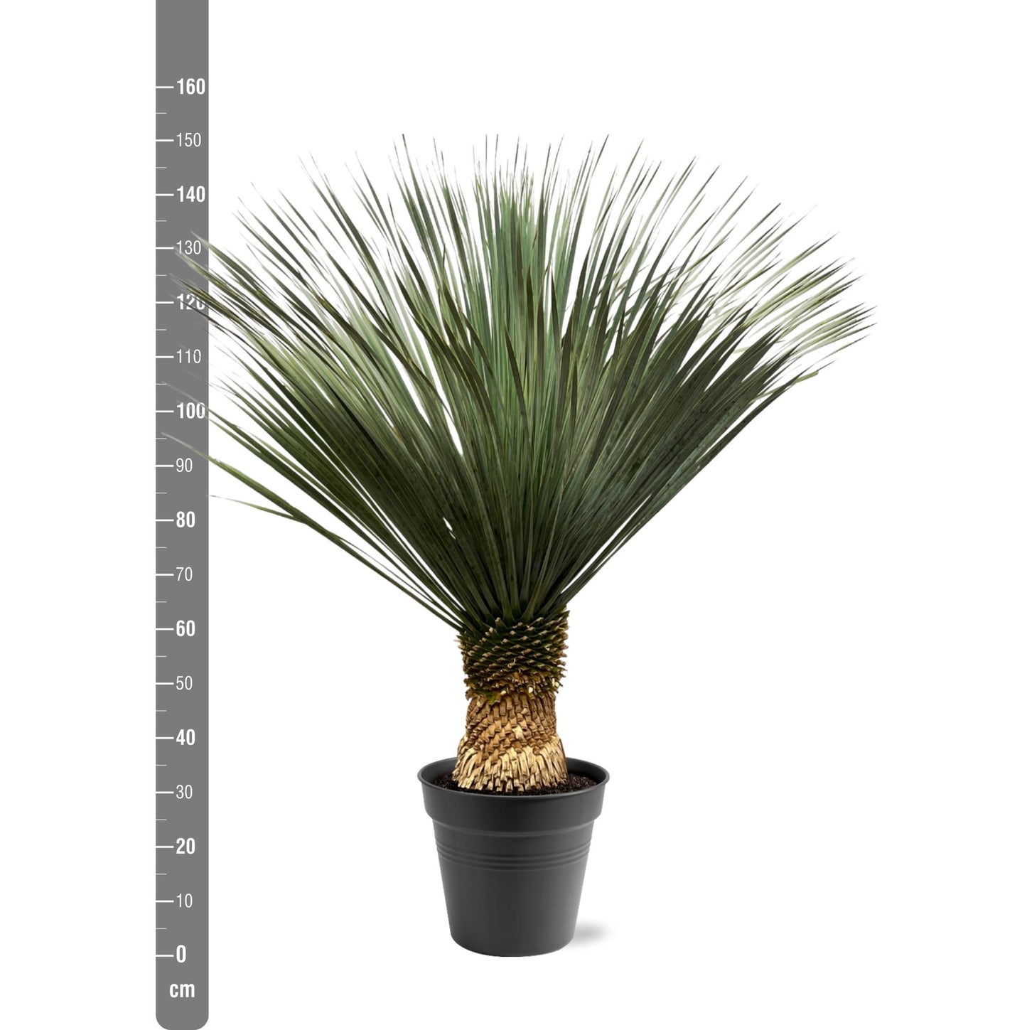 Yucca Rostrata - 100 tot 150cm