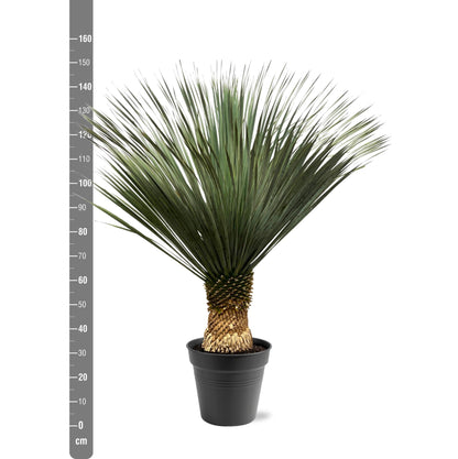 Yucca Rostrata - 100 tot 150cm