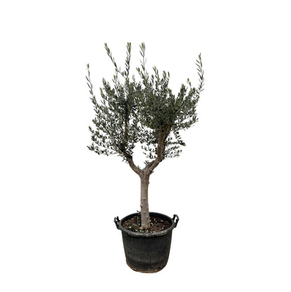 Olea Europaea Cultivo - 220cm- Ø40