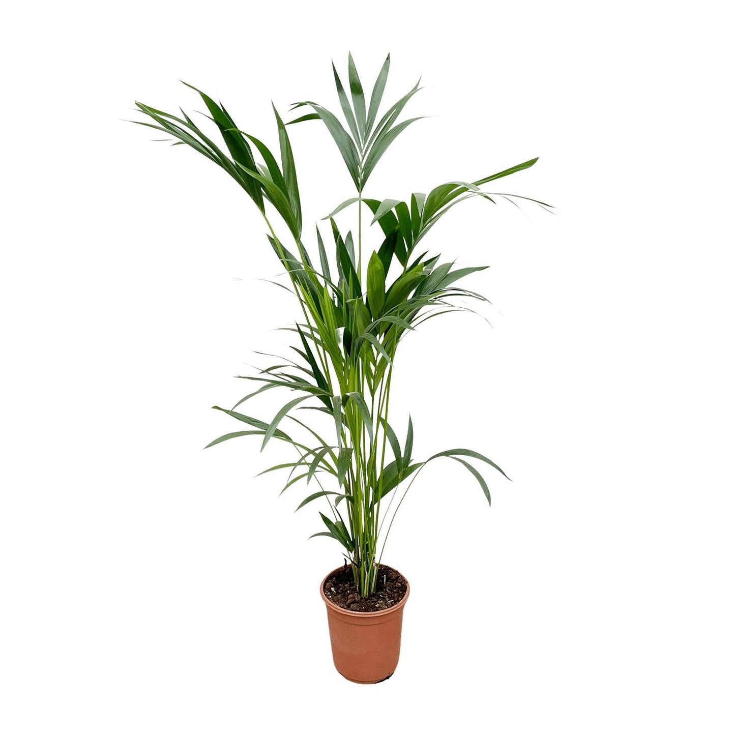 Kentia palm - 260cm tot 160cm