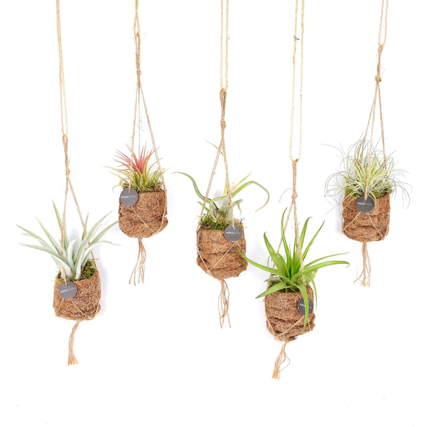 Planten Bundel | Kokodama Birdnest Tillandsia Mix - 8 stuks