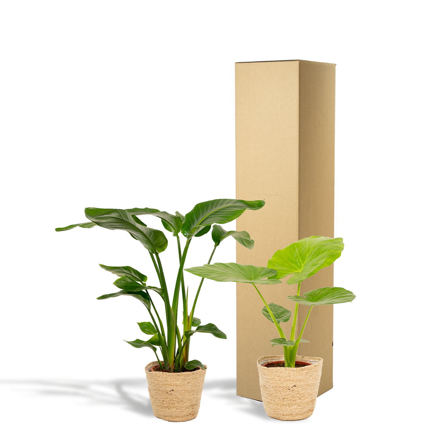 Planten Bundel | Jungle Harmony - inclusief Mand