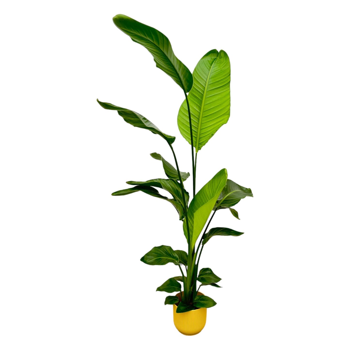 Strelitzia Nicolai inclusief Elho Vibes Pot 130 cm