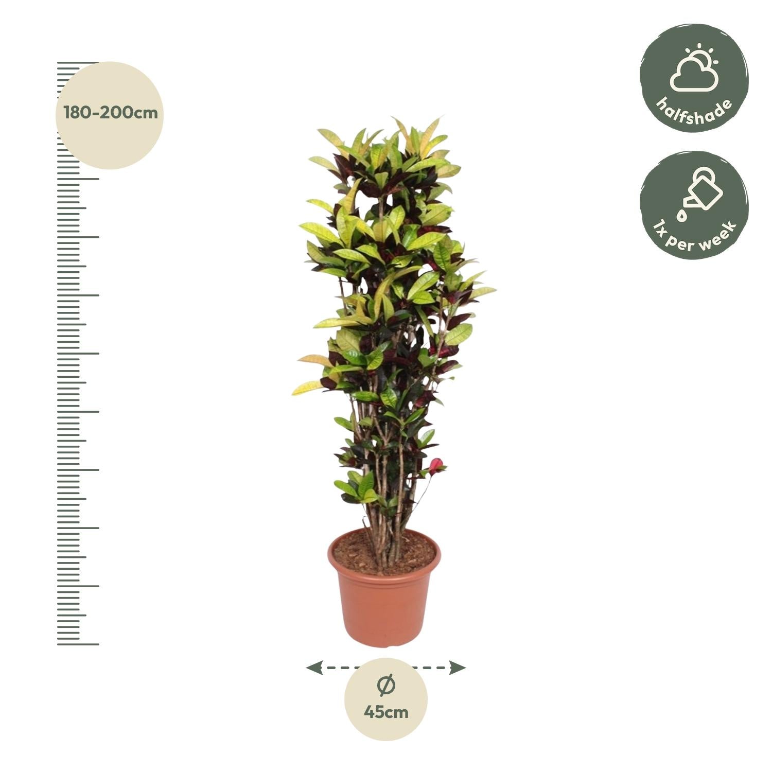 Croton_plant_190cm