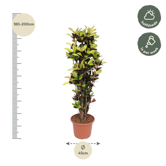 Croton_plant_190cm