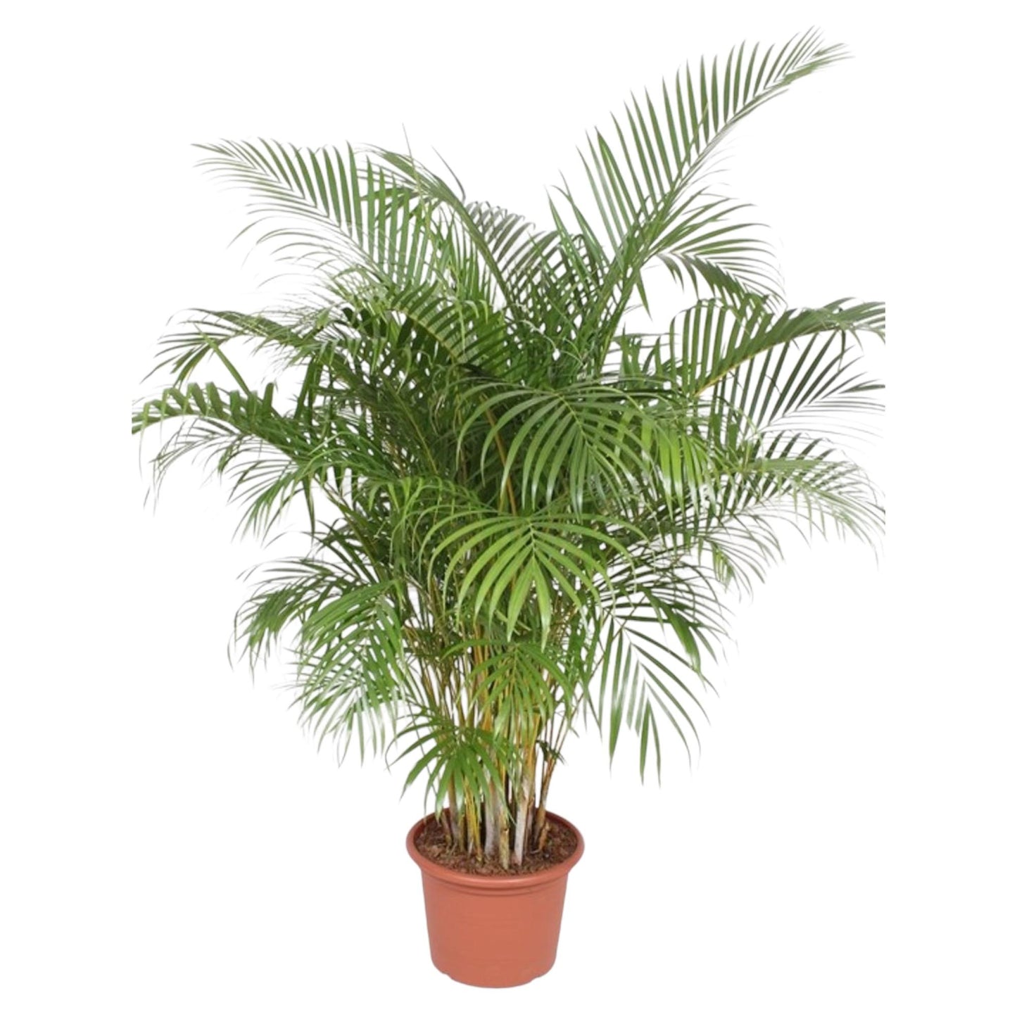 Areca palm - 150 tot 240 cm
