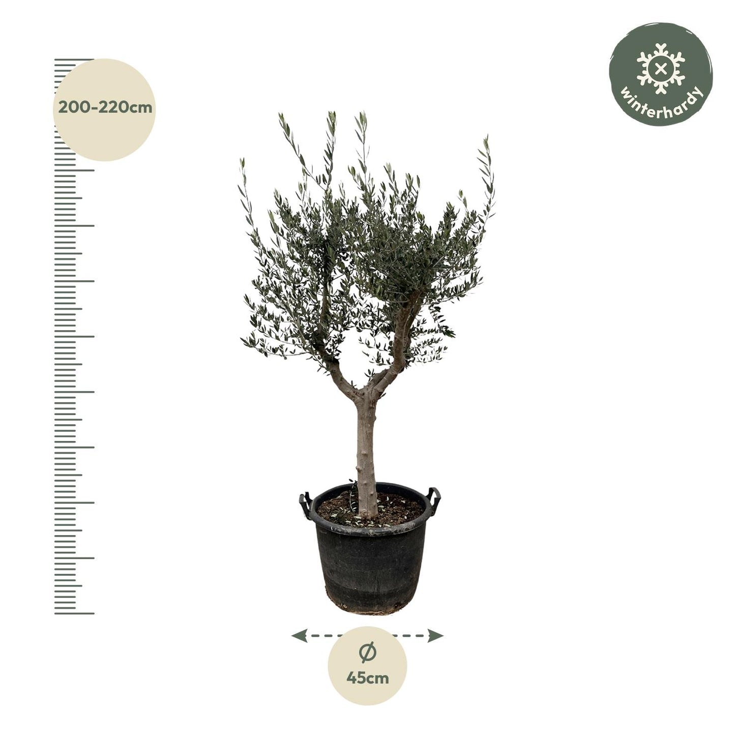 Olea Europaea Cultivo - 220cm- Ø40
